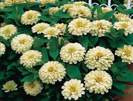 seeds of  Zinnia Dreamland Ivory White ZIN122  