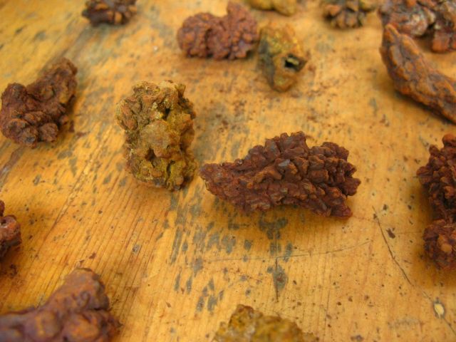 25 NATURAL FULL FOSSIL COPROLITE SPECIMEN  