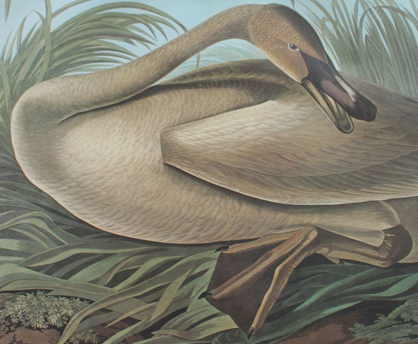 Audubon Amsterdam Elephant Folio   Trumpeter Swan Young  