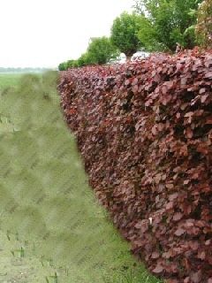 FAGUS SYLVATICA  PURPLE BEECH HEDGE 10 SEEDS only 99p  