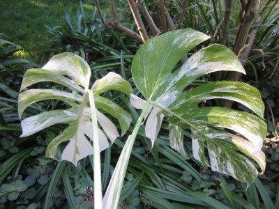 Rare VARIEGATED MONSTERA DELICIOSA VARIEGATA PHILODENDRON SWISS 