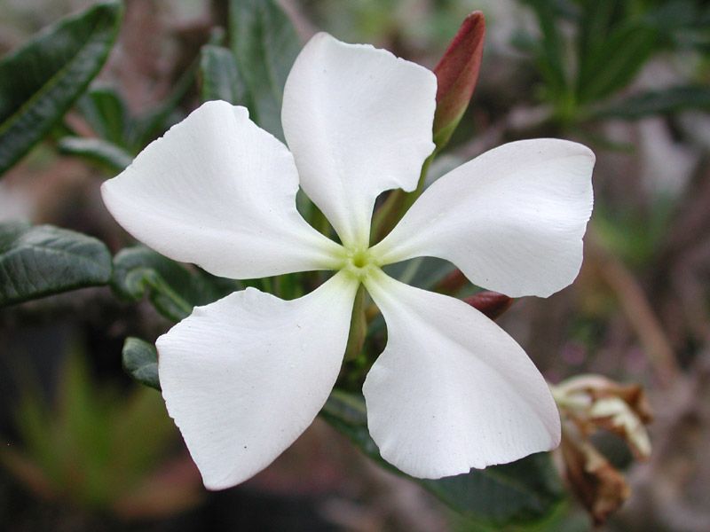 This species occurs in Northwestern Madagascar in the Ambongo River 