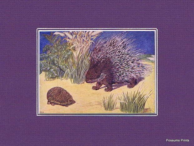 Beautiful Antique Hedgehog Porcupine Grass Print c1910 Ideal Gift 