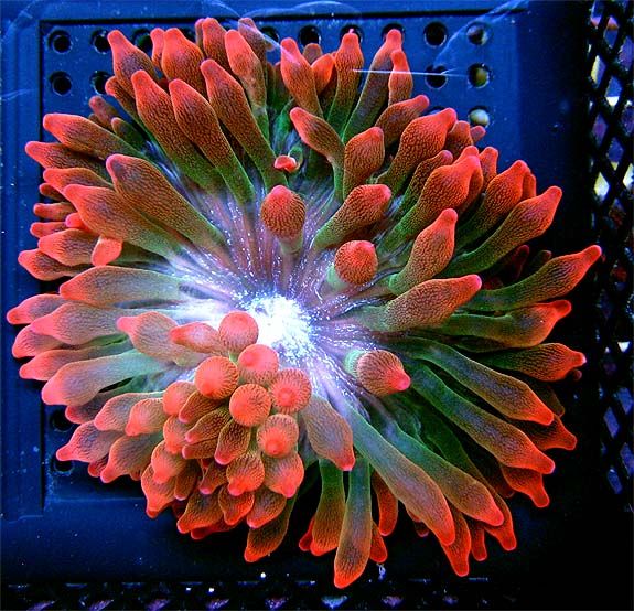 Pink Rainbow Bubble Tip Anemone Live Coral WYSIWYG  