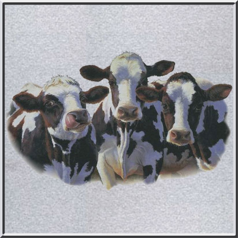 Marris Dairy Queens Holstein Cows Shirts S 2X,3X,4X,5X  
