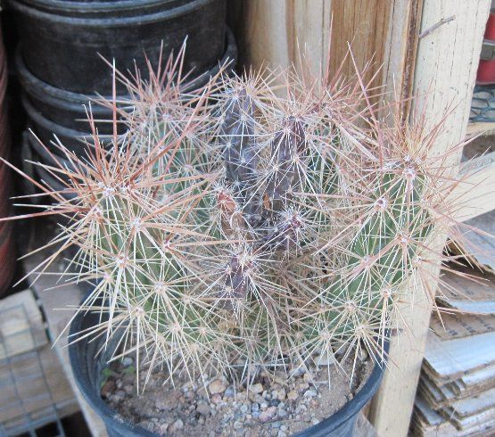   Quartzite Native Miniature Cactus Long Spines Rare One Section  