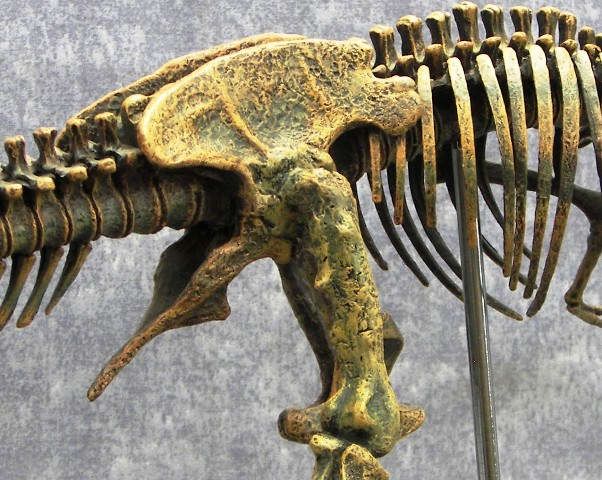 Rex Tyrannosaurus Rex Dinosaur Skeleton 120 Scale Museum Quality 