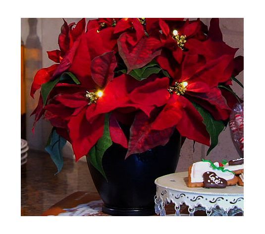 Bethlehem Lights Battery Operated 13 Poinsettia Planter with Timer 