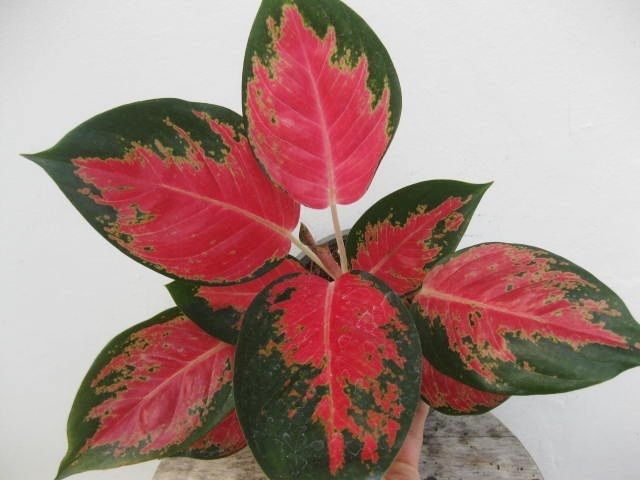   Deep Pink Sermsub Nice Form Rare pink variegated Plant  