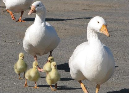 Raising Geese Wild Fowl Water Fowl cd Shooting 25 bks  