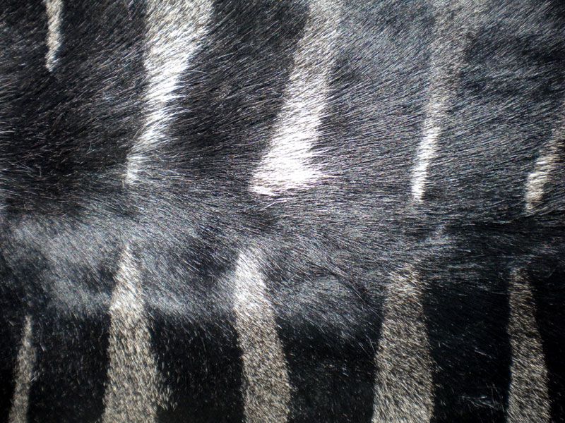 ZEBRA Print/Printed COWHIDE SKIN Rug COW HIDE DC3214  