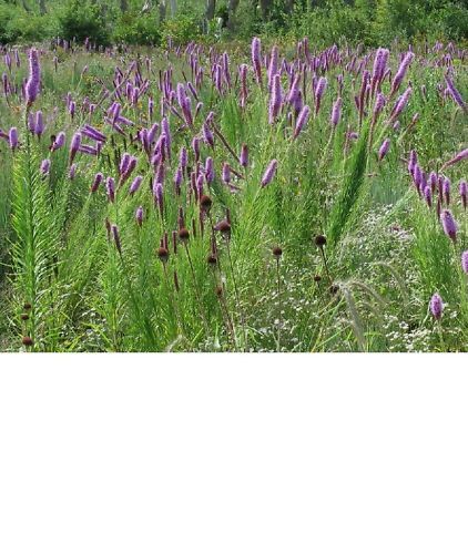 PRARIE BLAZING STAR Liatris pycnostachya SEEDS NEW  