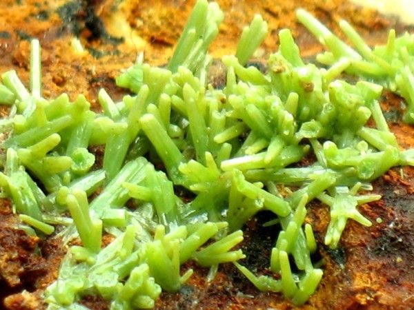 green PYROMORPHITE barrel prisms cluster,Gem THN  