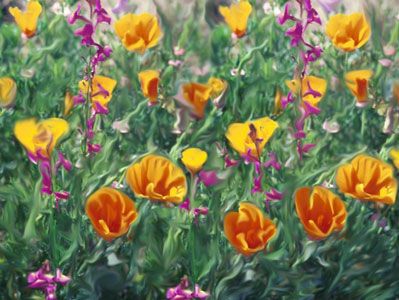 WILDFLOWER 25 FLOWER VARIETIES OF COLORS 1000 SEEDS  